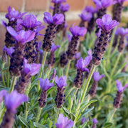 Spanish Seeds, Lavandula stoechas