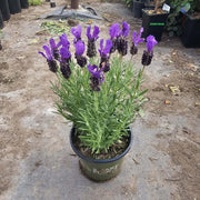 Spanish Seeds, Lavandula stoechas