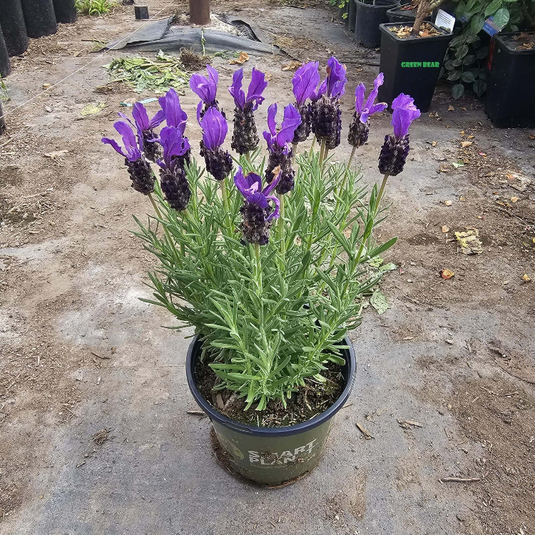 Spanish Seeds, Lavandula stoechas