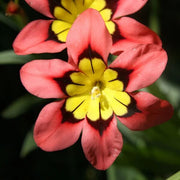Sparaxis Seeds - All In One For Home Gardens