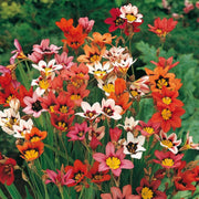 Sparaxis Seeds - All In One For Home Gardens