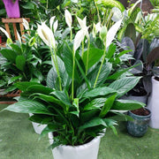 Spathe Seeds