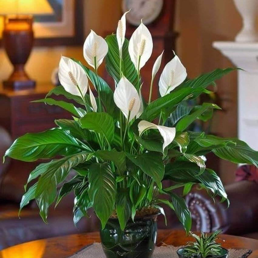 Spathe Seeds