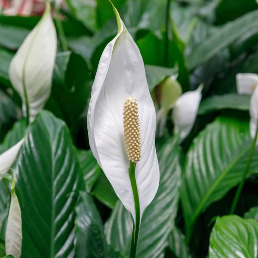 Spathiphyllum Peace Lily Seeds