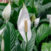 Spathiphyllum Peace Lily Seeds