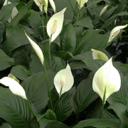 Peace Lily Seeds, Spathiphyllum wallisii
