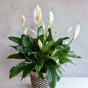 Peace Lily Seeds, Spathiphyllum wallisii