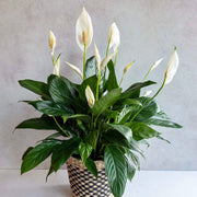 Peace Lily Seeds, Spathiphyllum wallisii