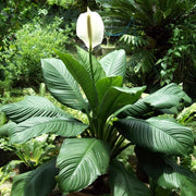 Peace Lily Seeds, Spathiphyllum wallisii