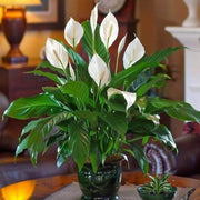 Peace Lily Seeds, Spathiphyllum wallisii