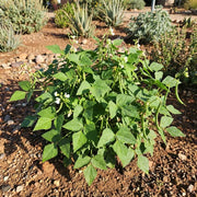 Speckled Tepary Beans Seeds - Vegetable Plant