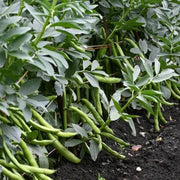Speckled Tepary Beans Seeds - Vegetable Plant