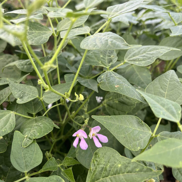 Speckled Tepary Beans Seeds - Vegetable Plant