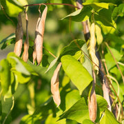 Speckled Tepary Beans Seeds - Vegetable Plant
