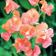 Sweet Pea Seeds – Lathyrus odoratus