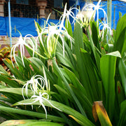 Spider Lily Seeds - Flower Plant For Home Gardens