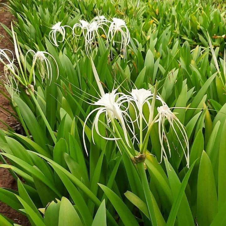 Spider Lily Seeds - Flower Plant For Home Gardens