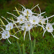 Spider Lily Seeds - Flower Plant For Home Gardens