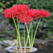 Spider Lily Seeds - Flower Plant For Home Gardens