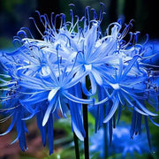 Spider Lily Seeds - Flower Plant For Home Gardens