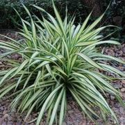 Spider Seeds, Chlorophytum comosum