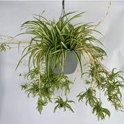 Spider Seeds, Chlorophytum comosum