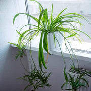 Spider Seeds, Chlorophytum comosum