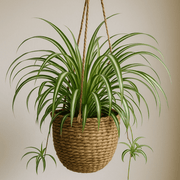 Spider Seeds, Chlorophytum comosum