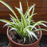 Spider Seeds, Chlorophytum comosum