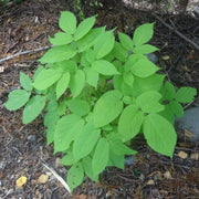 Spikenard Seeds - for Home Gardens Seeds