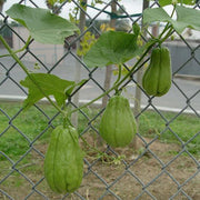 Spiny Seeds, Sechium edule Vegetable Seeds