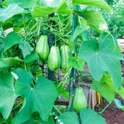 Spiny Seeds, Sechium edule Vegetable Seeds