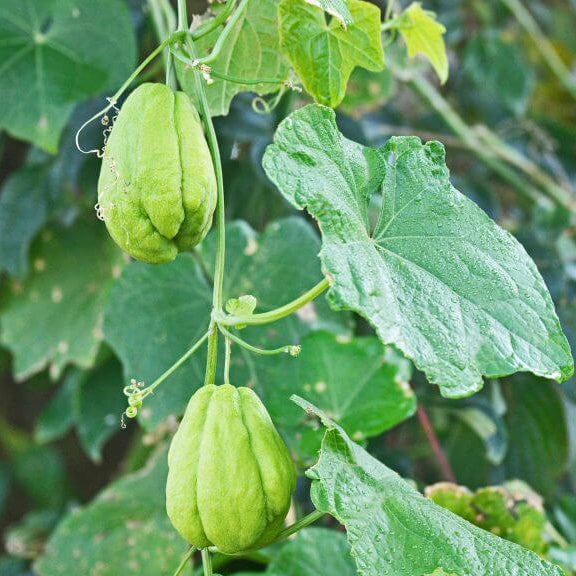 Spiny Seeds, Sechium edule