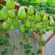 Spiny Seeds, Sechium edule Vegetable Seeds