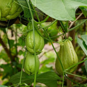 Spiny Seeds, Sechium edule Vegetable Seeds