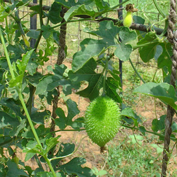 Spiny Seeds, Momordica dioica