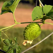 Spiny Seeds, Momordica dioica