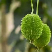 Spiny Seeds, Momordica dioica