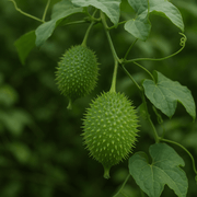 Spiny Seeds, Momordica dioica
