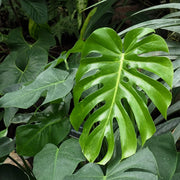 Split Leaf Indoor Plant Seeds - Tropical Ornamental Houseplant Seeds for Planting
