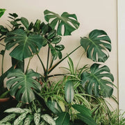 Split Leaf Indoor Plant Seeds - Tropical Ornamental Houseplant Seeds for Planting