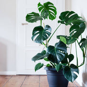 Split Leaf Monstera Seeds - Tropical Ornamental Houseplant Seeds for Planting