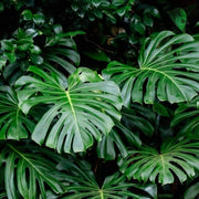 Split Leaf Philodendron Seeds - Tropical Ornamental Houseplant Seeds for Planting