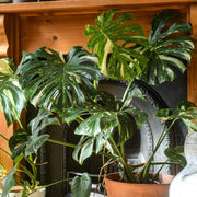 Split Leaf Philodendron Seeds - Tropical Ornamental Houseplant Seeds for Planting