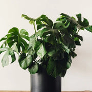 Split Leaf Philodendron Seeds - Tropical Ornamental Houseplant Seeds for Planting