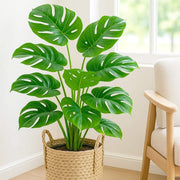 Split Leaf Philodendron Seeds - Tropical Ornamental Houseplant Seeds for Planting