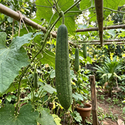 Gourd Seeds – Cucurbita spp.