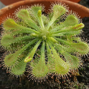 Spoon-Leaf Sundew Seeds