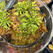 Spoon-Leaf Sundew Seeds