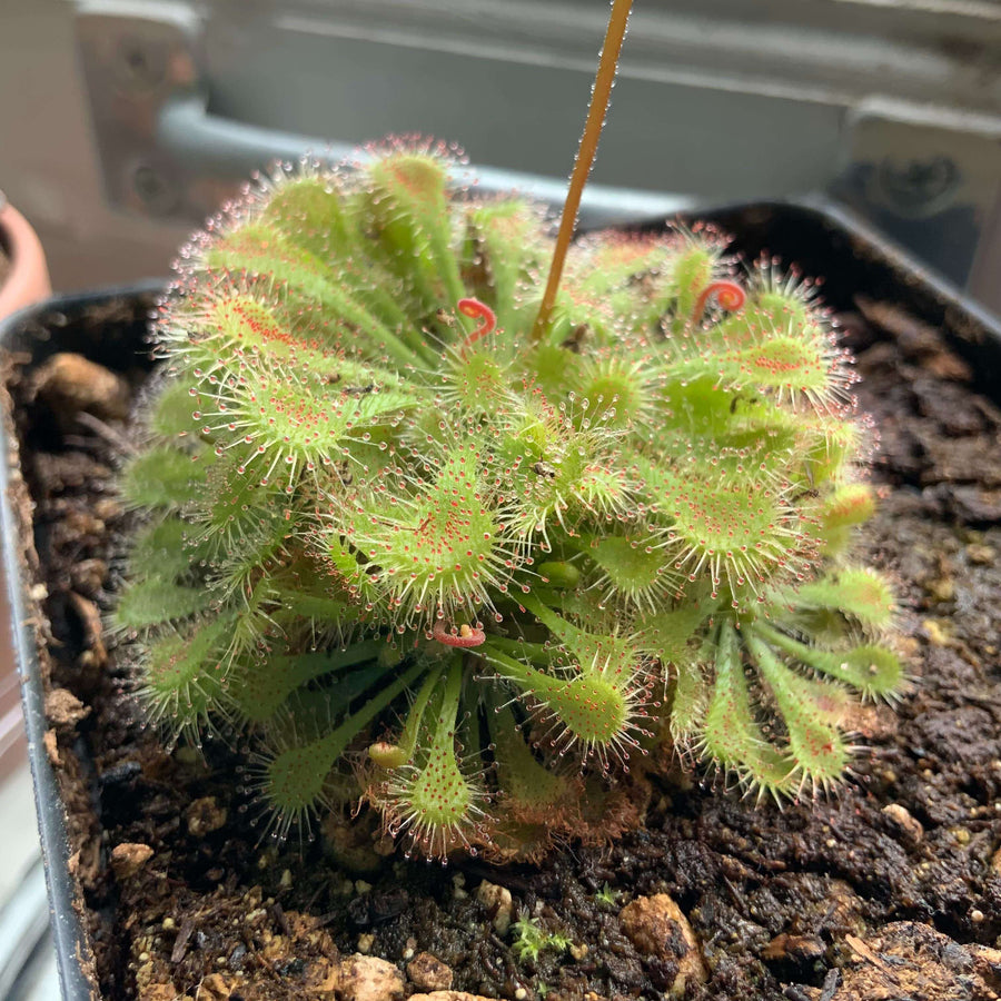 Spoon-Leaf Sundew Seeds